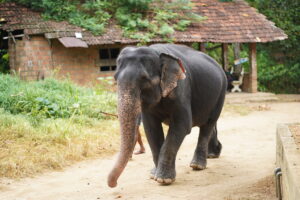 Youngest elephant at the Foundation